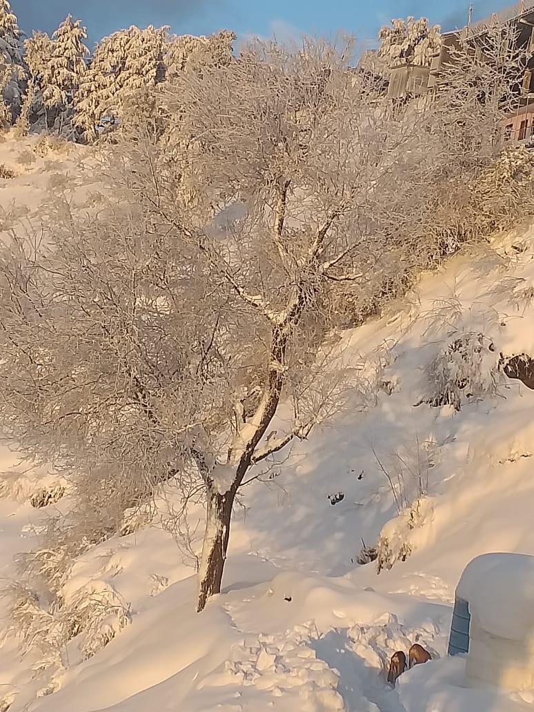 Snowfall Season in Kanatal