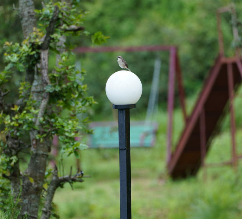 bird