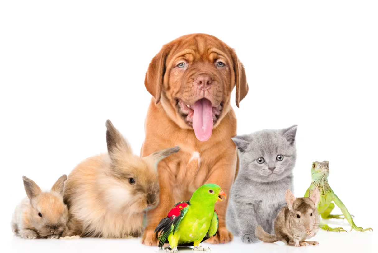 pet policy